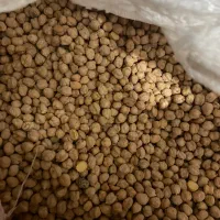 نخود