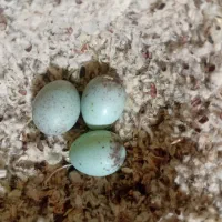 فروش تخم قناری رگ زده و جوجه شده