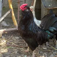 مرغ و خروس و نیمچه گلین