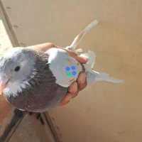 کفتر پرشی