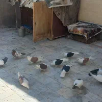 کبوتر پشت دار و سینه دار