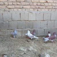 کبوتر گرگی