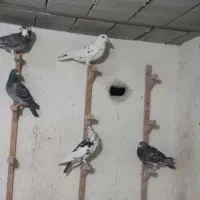 کفتر پلاکی جنگی