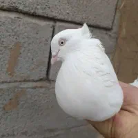 کبوتر اراکی و زرد دم سفید