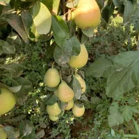گلابی