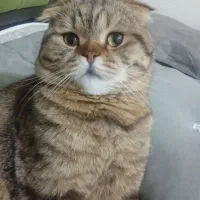 گربه اسکاتیش نر