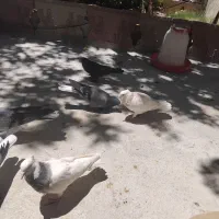 کفتر