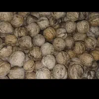 گردو پوست نازک