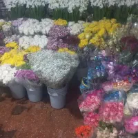 در رنگبندی های مختلف