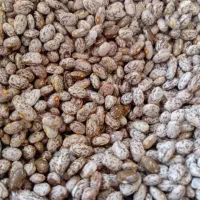 لوبیا چیتی ارتشی