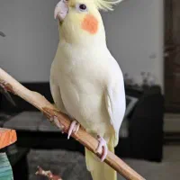 عروس هلندی گم شده