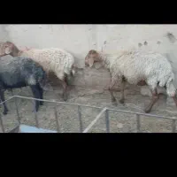 سه راس میش گلگی