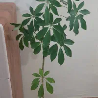 گل شفلرا و گل دراسنا کامپکت