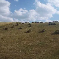یونجه خالص خالص