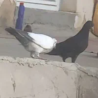کفتر