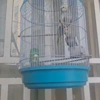 فروش 3 عدد عروس هلندی