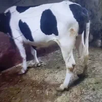 گاو گوساله
