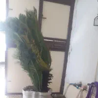 گل سیکاس بزرگ