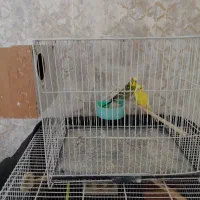 یک جفت مرغ عشق