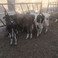 گوساله