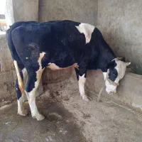 یک عدد شنگول