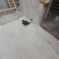 کفتر صید