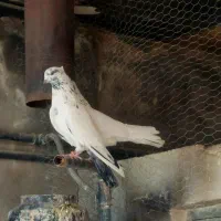 کله دم سبز