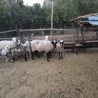 میش رومانف