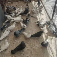 کبوتر ۳۰ عدد