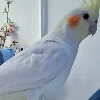 جوجه