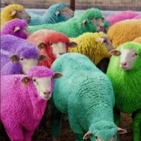 ارسال به کل تهران رایگان فروش گوسفند زنده