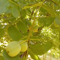 اجاره باغ گردو