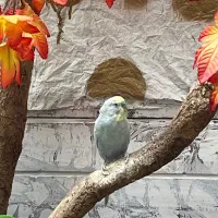 مرغ عشق نر