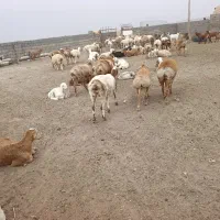 بره چینی