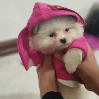 گم شده|حیوانات|کرمانشاه, |دیوار