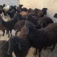 بره غره غزل