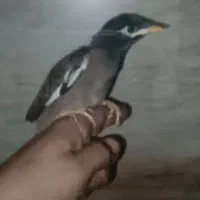 مرغ مینا