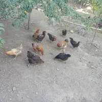 تخم مرغ محلی