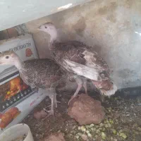 جوجه  بوقلمون بزرگ ومرغ گلین