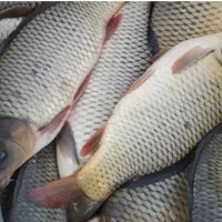 واگذاری زمین ۲۰ هکتاری پرورش ماهی