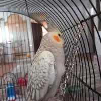 عروس هلندی ۳ ماهه