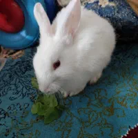 خرگوش بچه