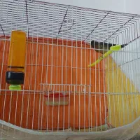 قناری جفت و تک