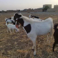نر بز جوان