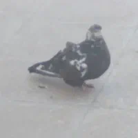 کبوتر نر وماده