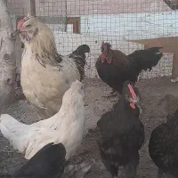 خروس|حیوانات مزرعه|گناباد, |دیوار