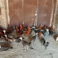 جوجه|حیوانات مزرعه|اردبیل, |دیوار