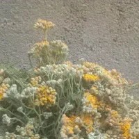 گیاه طبی به مادران