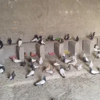 کفتر کبوتر سینه ای