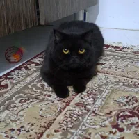 گربه بالغ بریتیش دارک چاکلت